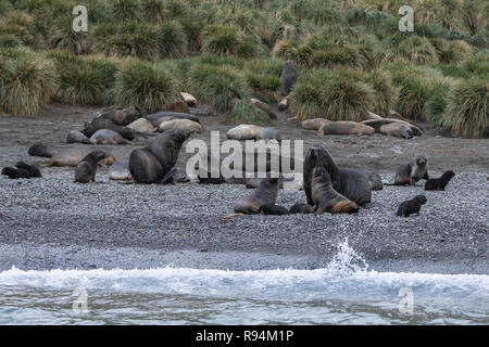 Südgeorgien, Cooper Bay. Tierwelt entlang der felsigen Küste, Antarktische Pelzrobben mit Welpen, Stockfoto