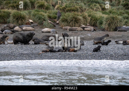 Südgeorgien, Cooper Bay. Tierwelt entlang der felsigen Küste, Antarktische Pelzrobben mit Welpen, Stockfoto