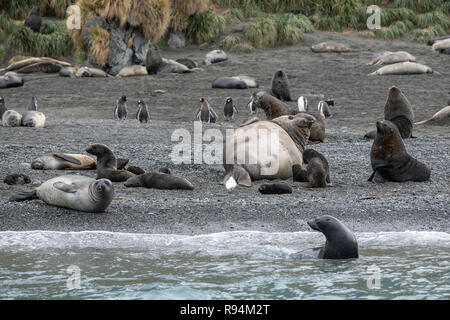 Südgeorgien, Cooper Bay. Tierwelt entlang der felsigen Küste mit einer Vielzahl von Arten, einschließlich Antarktische Pelzrobben mit Welpen. Stockfoto