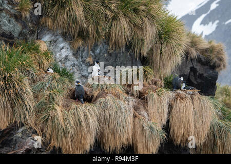 Südgeorgien, Cooper Bay. Nesting South Georgia krähenscharben (Dendrocopos georgianus) im felsigen tussock Lebensraum. Stockfoto