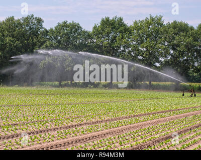 Sprinkler bewässern ein Gemüse Feld in der Elbmarsch, Niedersachsen, Deutschland. Stockfoto