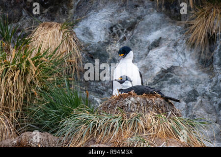 Südgeorgien, Cooper Bay. Nesting South Georgia krähenscharben (Dendrocopos georgianus) im felsigen tussock Lebensraum. Stockfoto