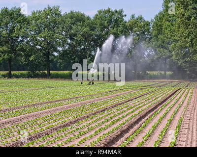 Sprinkler bewässern ein Gemüse Feld in der Elbmarsch, Niedersachsen, Deutschland. Stockfoto