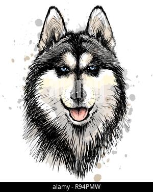 Portrait der Leiter der Siberian Husky mit blauen Augen Stock Vektor