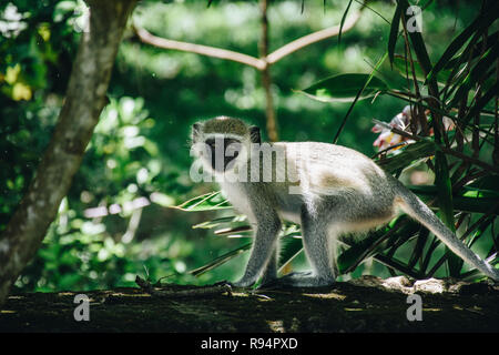 Meerkatze im Baum Stockfoto