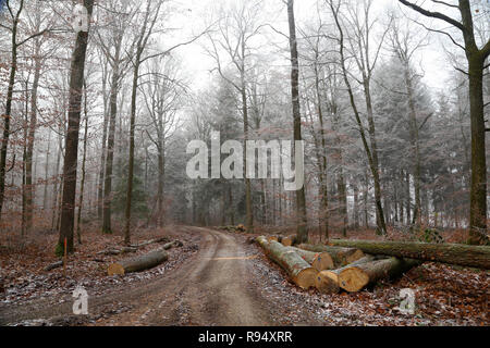 Herbst Wald. Morgen Nebel in den Wald. Stockfoto