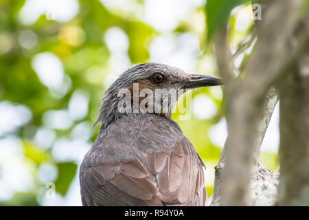 Braun-eared Bulbul [Hypsipetes amaurotis] Stockfoto