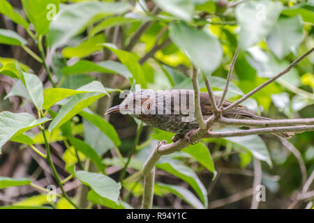 Braun-eared Bulbul [Hypsipetes amaurotis] Stockfoto