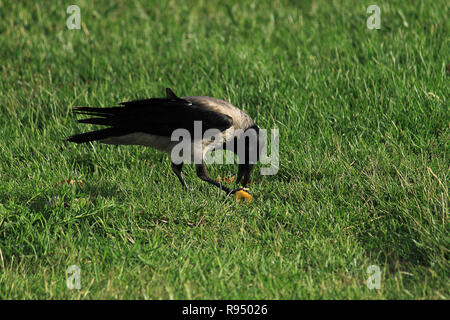 Schwarze Krähe Wanderungen auf der grünen Wiese mit kopieren. Auf gras Raven. Wilden Vogel auf der Wiese. Räuberische Tier der Stadt Fauna. Gefieder des Vogels ist in der Nähe. Stockfoto