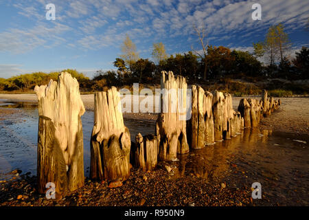 Küste im Herbst, steinigen Strand, Sand, Dünen, Bäume, blauer Himmel. Stockfoto