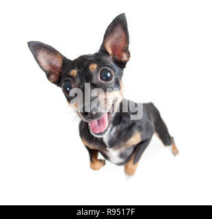 Ständigen schwarz Toy Terrier Hund Top View Stockfoto