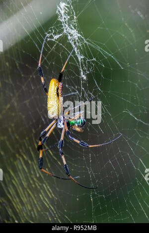 Goldener Seide Orbweaver Spinne (Nephila clavipes) Fütterung auf einen Schweiß Biene in seiner Web bei hohen Bergrücken Scrub natürliches Gebiet gefangen, Boynton Beach, Florida, USA Stockfoto