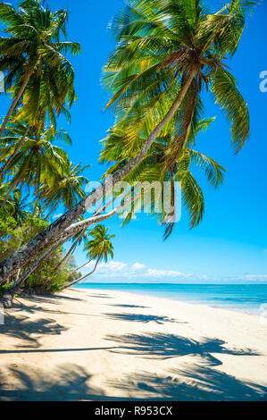 Helle malerische Aussicht auf große geschwungene Palmen Casting Shadows am Ufer eines einsamen tropischen Insel Strand in Bahia, Brasilien Stockfoto