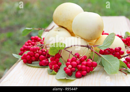 Schisandra und weiße Äpfel. Stillleben mit Trauben reif Schizandra und weiße Äpfel. Ernte mit roten Schisandra chinensis Pflanzen mit Reifen frui Stockfoto