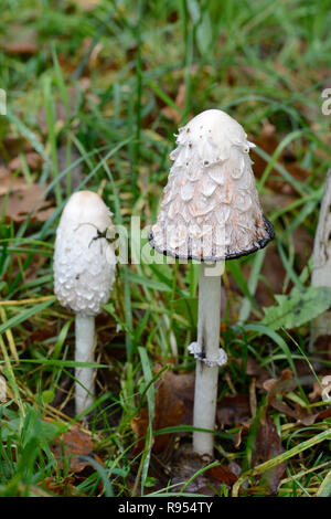 Comatus coprinus Pilze oder Pilze als Shaggy Ink Kappe, der Anwalt von Perücke oder Shaggy Mane bekannt Stockfoto