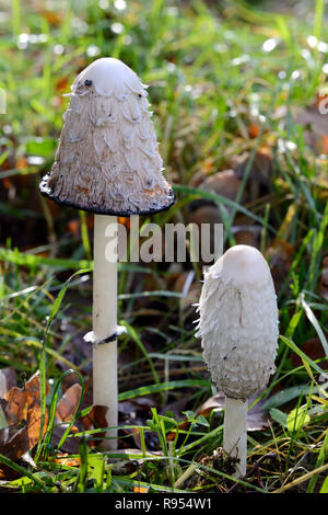 Comatus coprinus Pilze oder Pilze als Shaggy Ink Kappe, der Anwalt von Perücke oder Shaggy Mane bekannt Stockfoto