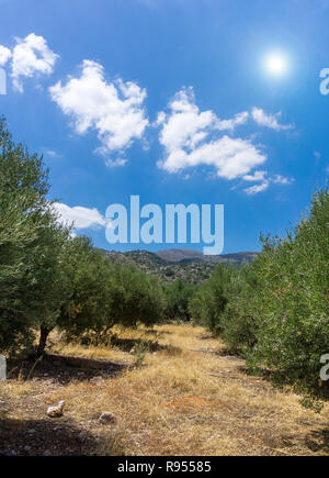 Ansicht eines ausgetrockneten Field, grünen Bäume und der blaue Himmel im Sommer auf Kreta. Stockfoto
