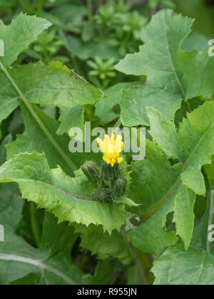 Blühende Tops von glatten Leistungsbeschreibung - Thistle/Sonchus oleraceus - die Blätter sind eine essbare hat wild grün. Die nahrungssuche & Esszimmer auf der wilden Konzept Stockfoto