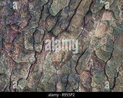 Schließen Detail der herbstlichen Rinde (nach Regendusche) eines Horse-Chestnut/Aesculus hippocastanum Baumstamm. Baumrinde hautnah. Stockfoto