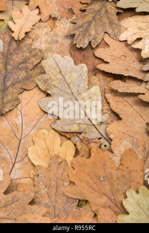 Tot herbstliche Eiche/Quercus Blätter auf dem Boden. Am Ende der Saison Metapher, oder im Herbst. Tote Blatt Textur. Stockfoto