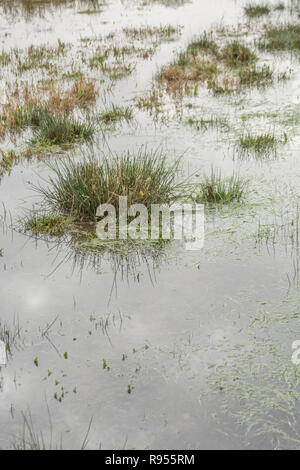 Verdammtes sumpfiges Feld mit Juncus Rush/Juncus Effusus Büscheln, die aus dem Hochwasserwasser herausragen. Trump "Drain the Swamp"-Metapher vielleicht unter Wasser Stockfoto