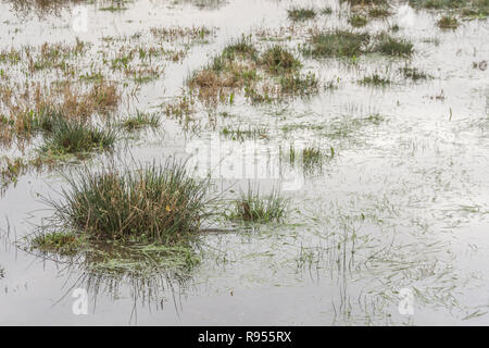 Verdammtes sumpfiges Feld mit Juncus Rush/Juncus Effusus Büscheln, die aus dem Hochwasserwasser herausragen. Trump "Drain the Swamp"-Metapher vielleicht unter Wasser. Stockfoto