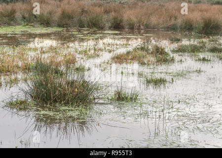 Verdammtes sumpfiges Feld mit Juncus Rush/Juncus Effusus Büscheln, die aus dem Hochwasserwasser herausragen. Trump "Drain the Swamp"-Metapher vielleicht unter Wasser Stockfoto