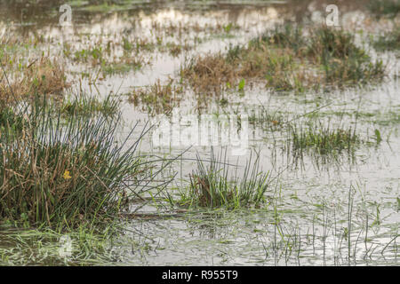 Verdammtes sumpfiges Feld mit Juncus Rush/Juncus Effusus Büscheln, die aus dem Hochwasserwasser herausragen. Trump "Drain the Swamp"-Metapher vielleicht unter Wasser. Stockfoto