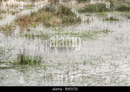 Verdammtes sumpfiges Feld mit Juncus Rush/Juncus Effusus Büscheln, die aus dem Hochwasserwasser herausragen. Trump "Drain the Swamp"-Metapher vielleicht unter Wasser. Stockfoto