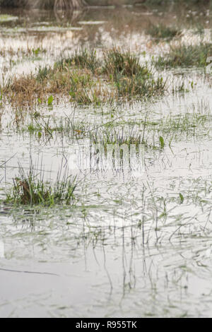 Verdammtes sumpfiges Feld mit Juncus Rush/Juncus Effusus Büscheln, die aus dem Hochwasserwasser herausragen. Trump "Drain the Swamp"-Metapher vielleicht unter Wasser Stockfoto