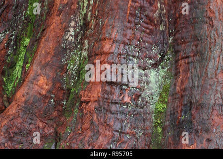 Nahaufnahme der Stamm eines riesigen Redwood Baum auf der Waikamoi Naturlehrpfad in Maui, Hawaii Stockfoto