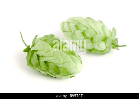 Hopfenzapfen auf weißem Hintergrund closeup isoliert Stockfoto