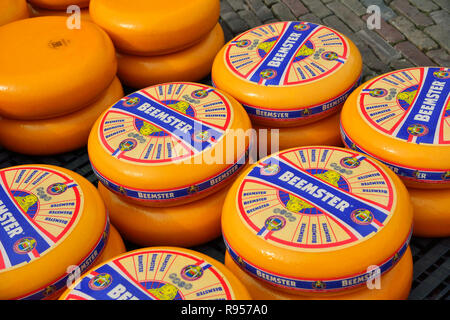 Umläufe von Beemster, holländischen Käse (Gouda) aufgereiht auf Waagplein während des traditionellen Käsemarkt in Alkmaar, Holland, Niederlande, statt Stockfoto