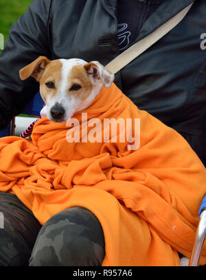 Jack Russell Terrier eingehüllt in orange Decke auf King's Tag, ein nationaler Feiertag feiern König Willem Alexander's Geburtstag, Alkmaar, Holland Stockfoto