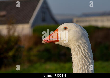 Close up Portrait en Profil von einem weißen Emder Gans mit orangefarbenen Schnabel mit einem verschwommen unscharfen Hintergrund. Stockfoto