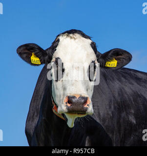 Nahaufnahme, Porträt einer schwarz-weisse Kuh, Zucht von Rindern aufgerufen: blaarkop, Fleckvieh, Blister Kopf, mit gelben Ohrmarken und Kette oder Kragen mit oder Stockfoto