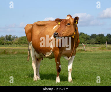 Rote und weiße Kuh, rinderrasse Holstein, in den Niederlanden mitten auf einer grünen Wiese, Weide mit einem blauen Himmel mit Wolken und Bäumen Stockfoto