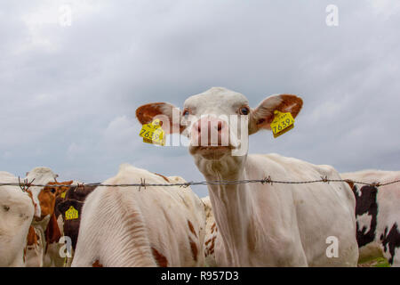 Überrascht auf der Suche weißes Kalb mit großen Ohren und gelbe Ohrmarken, hinter Stacheldraht in einer Herde mit anderen Kühen und einem bewölkten Himmel. Stockfoto