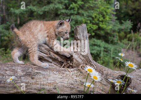 Sibirische Lynx junges Kätzchen Klettern über einen gefallenen Anmelden Stockfoto