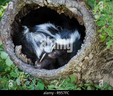 Zwei Baby Stinktiere in einem hohlen Anmelden Stockfoto