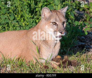 Porträt einer schönen weiblichen Mountain Lion Stockfoto