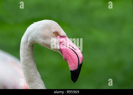 Close-up Portrait von Greater Flamingo (Phoenicopterus Roseus) gegen grüner Hintergrund Stockfoto