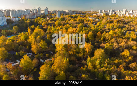 Herbst Laubwald in Zelenograd, Russland Stockfoto