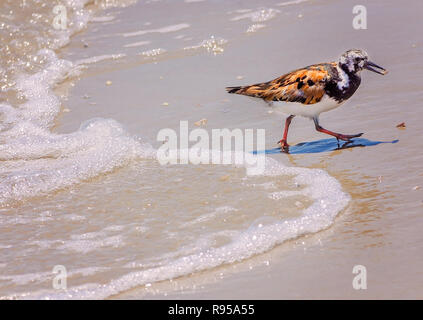 Ein ruddy Turnstone, eine Art von Sandpiper, trägt eine Muschel aus der Surf gerupft, 23.08.2018, Mustang Island in Port Aransas, Texas. Stockfoto