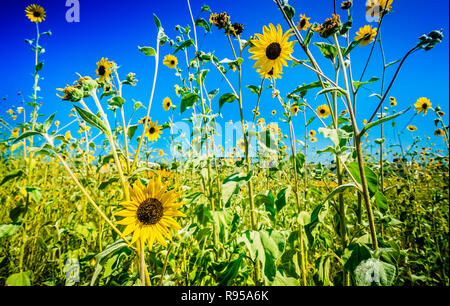 Black-Eyed Susans Blüte in einem Feld, 12.08.24, 2018 in Port Aransas, Texas. Stockfoto