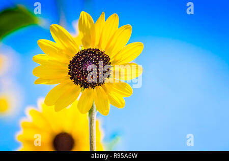 Die Sonne scheint durch die Blütenblätter einer black-eyed Susan, 12.08.24, 2018 in Port Aransas, Texas. Stockfoto