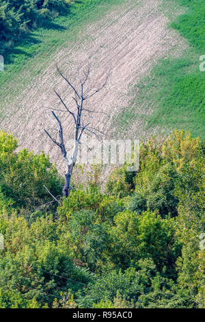 Tot blattlosen Baum heraus stehen in einem Wald mit leeren Feld Hintergrund, sonnigen Herbsttag Stockfoto