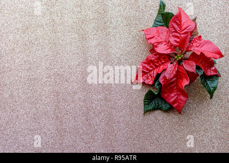 Rot Weihnachtsstern Blume auf goldenen Glitzer Hintergrund. Weihnachten Komposition. Elegante Postkarte. Stockfoto
