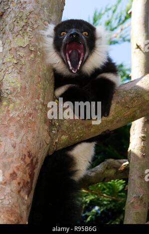 Schwarz & weiß Ruffed Lemur Stockfoto