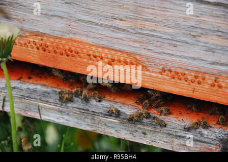 Bienen vor dem arnia Eintrag Stockfoto